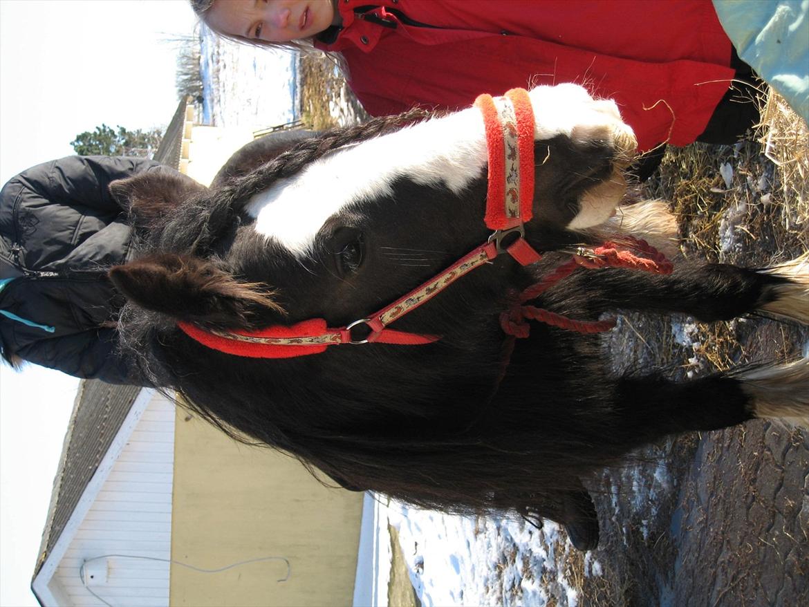 Irish Cob Finnuala Of Ireland - Finnuala og tøserne. billede 8