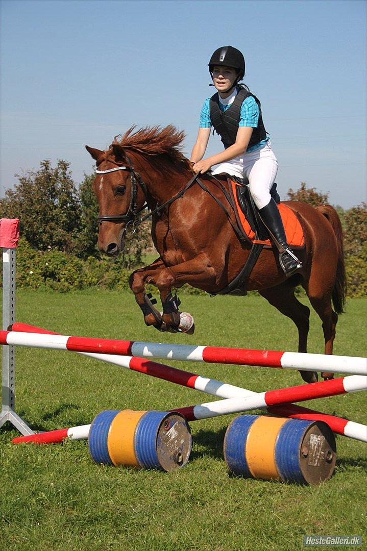 Hollandsk Sportspony Marien - Viljen til at ville, avler evnen til at kunne. <3 billede 3