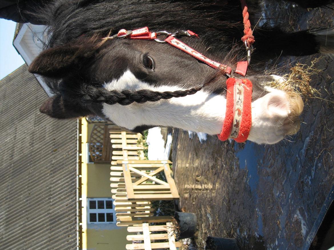 Irish Cob Finnuala Of Ireland - Flettet af pigerne. billede 9