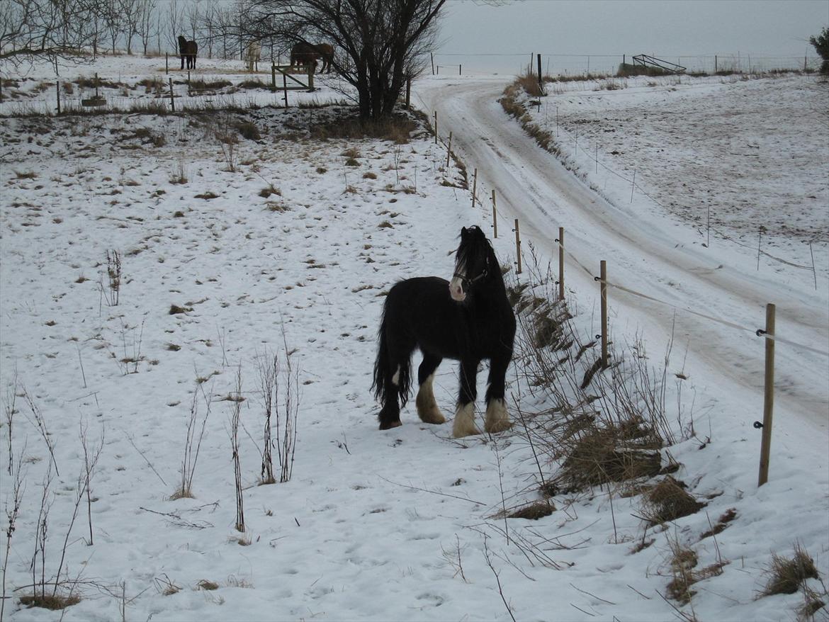 Irish Cob Finnuala Of Ireland - Finnualas ankomst til Vestervangen. billede 10