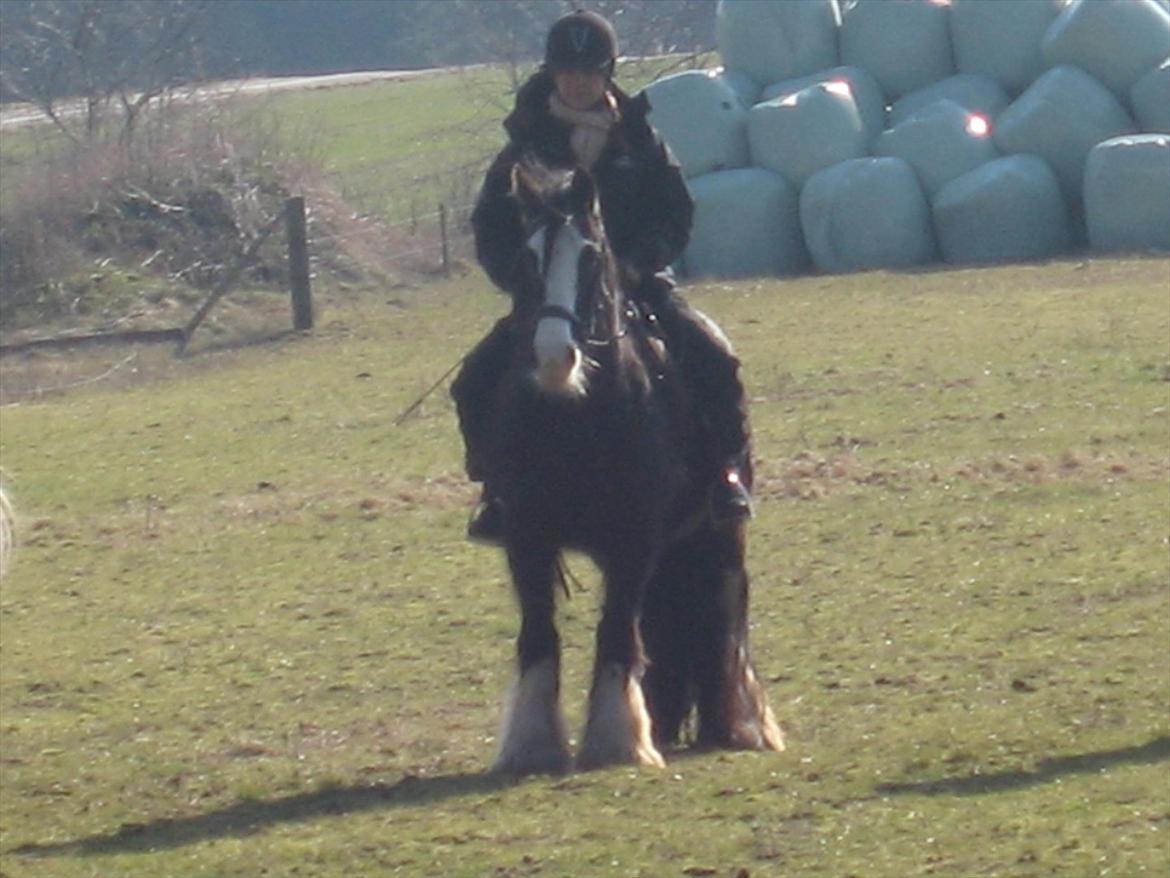 Irish Cob Finnuala Of Ireland - Træningslejr i Hampen med Gypsyhorse showteam. billede 11