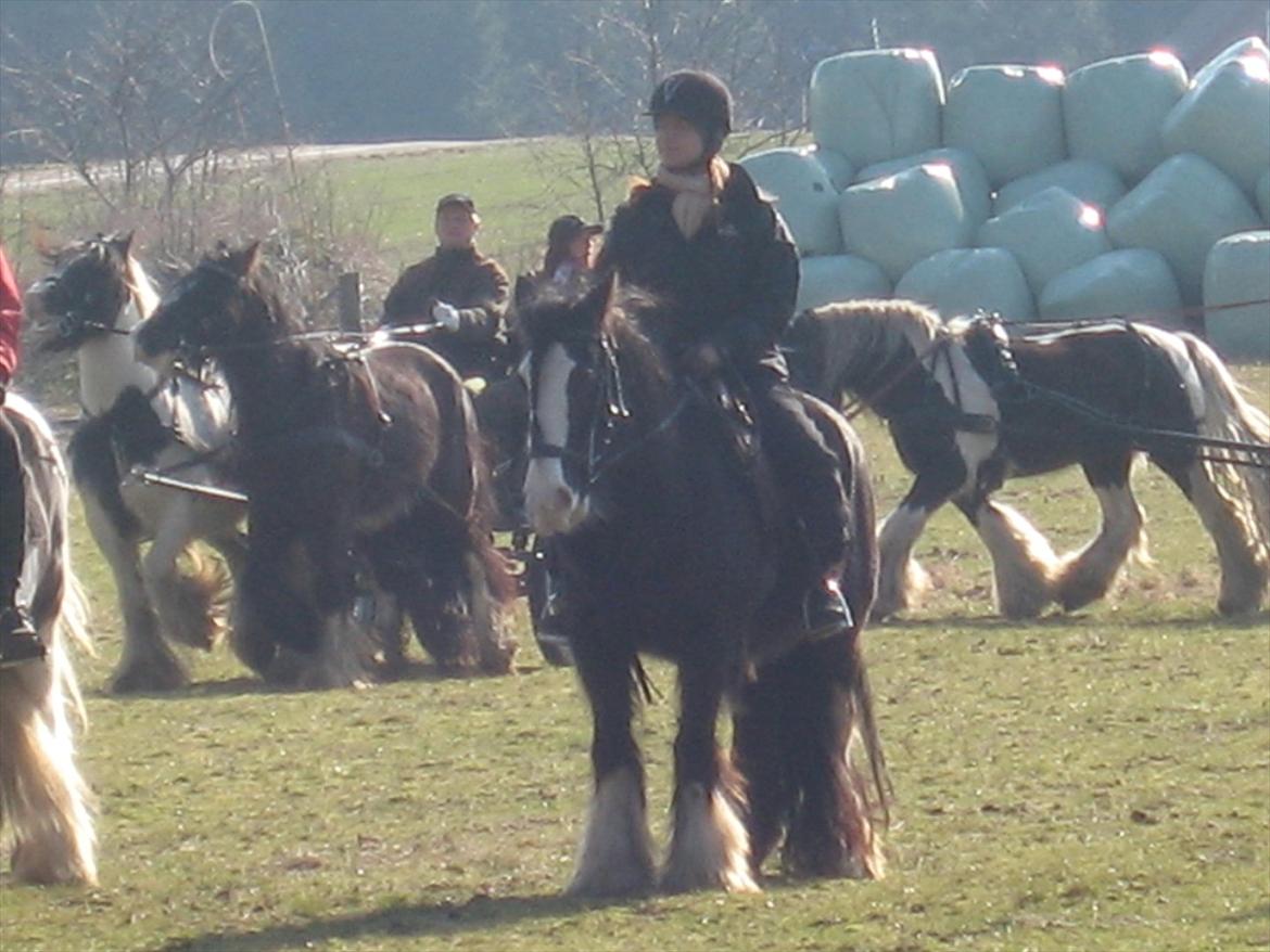 Irish Cob Finnuala Of Ireland - Vi øver i Hampen med Gypsyhorse showteam. billede 12