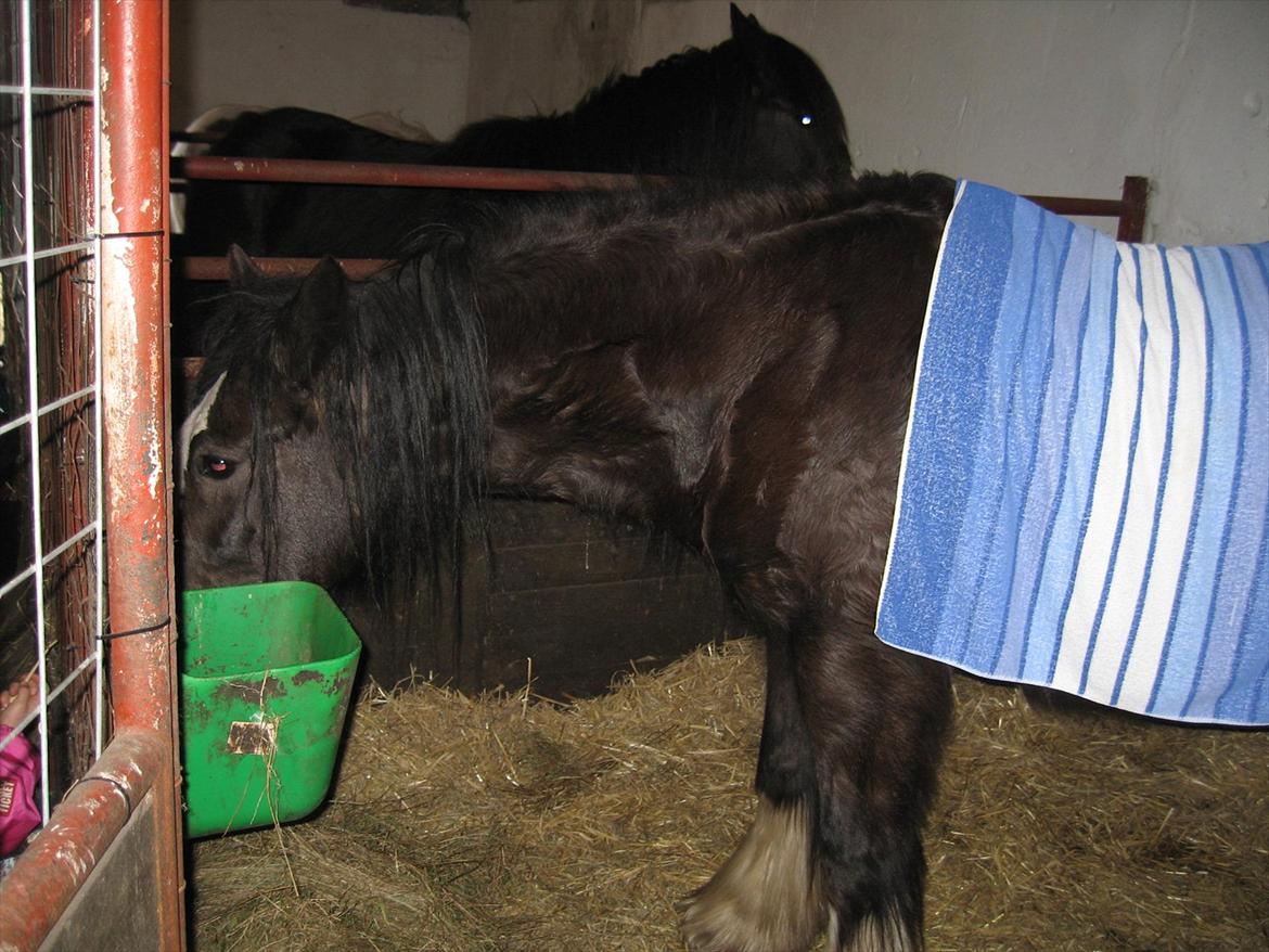 Irish Cob Finnuala Of Ireland - Pause. billede 13