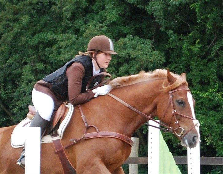 Dansk Varmblod Paragraff billede 20