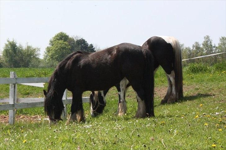 Irish Cob Finnuala Of Ireland - Min Finnu og Vestervangens Eya. billede 14