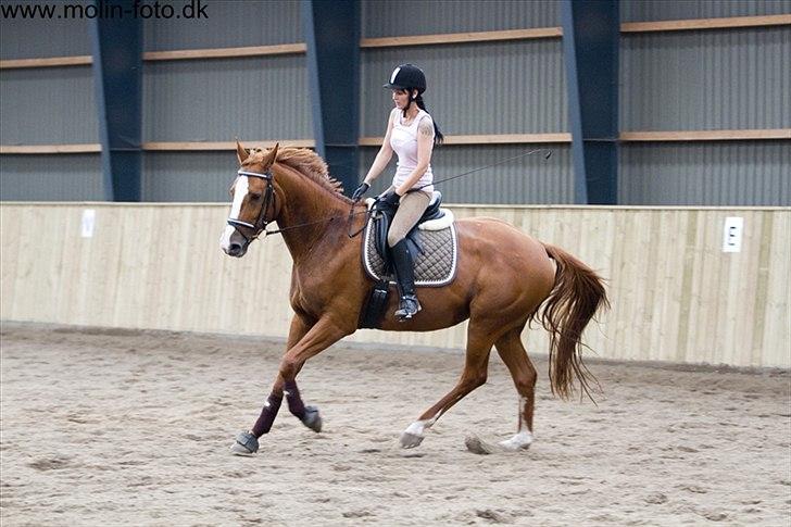 Dansk Varmblod Wenezia (Tulle) R.I.P billede 7