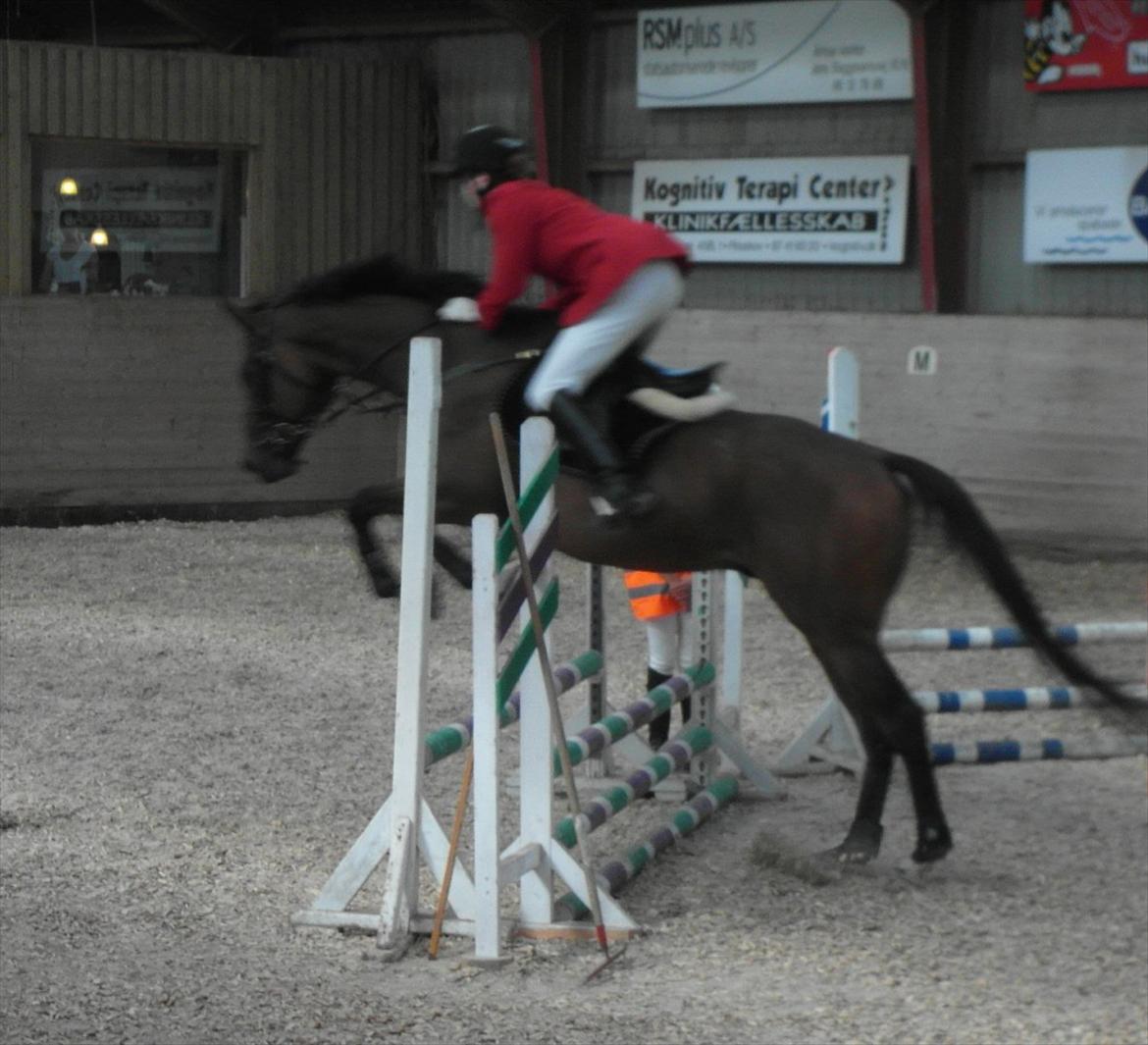 Fuldblod (XX) King Of York (SOLGT) billede 13