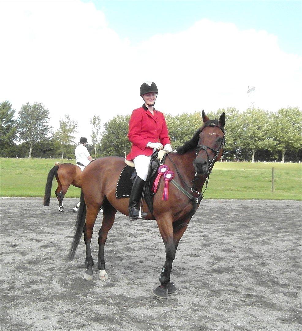 Fuldblod (XX) King Of York (SOLGT) billede 14