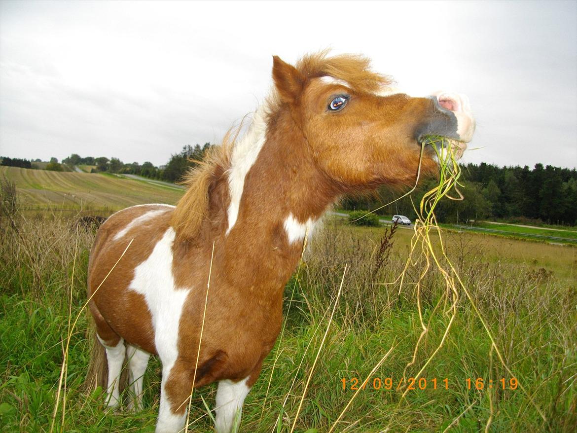 Shetlænder gismo billede 2