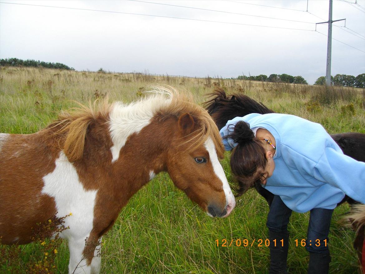Shetlænder gismo billede 3
