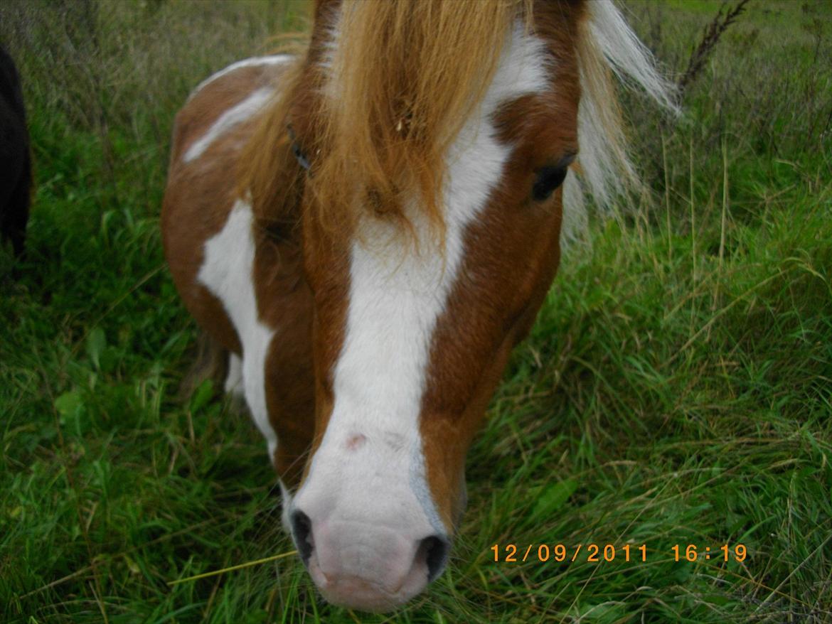 Shetlænder gismo billede 4