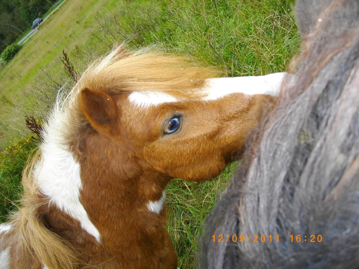 Shetlænder gismo billede 5