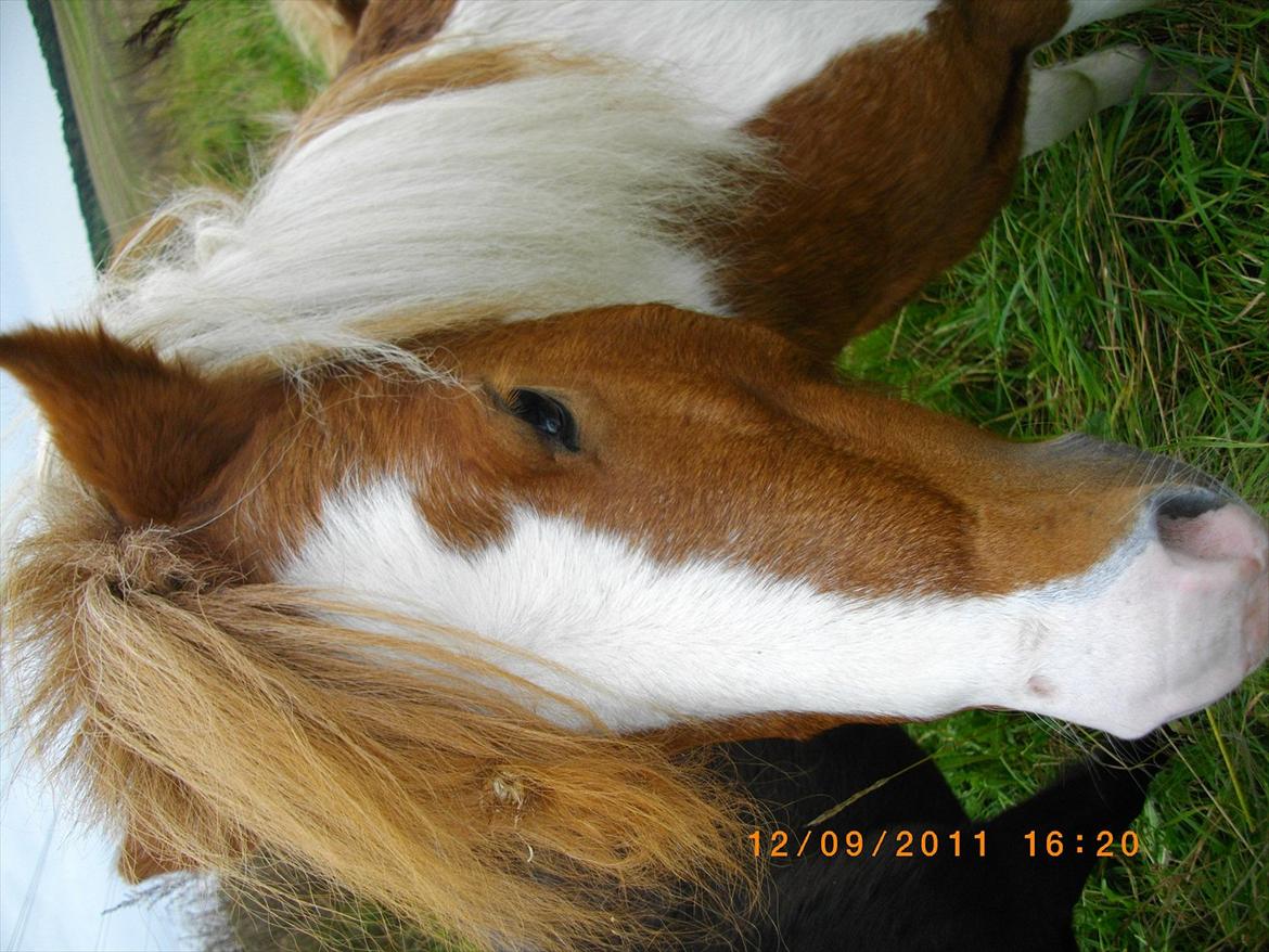 Shetlænder gismo billede 6
