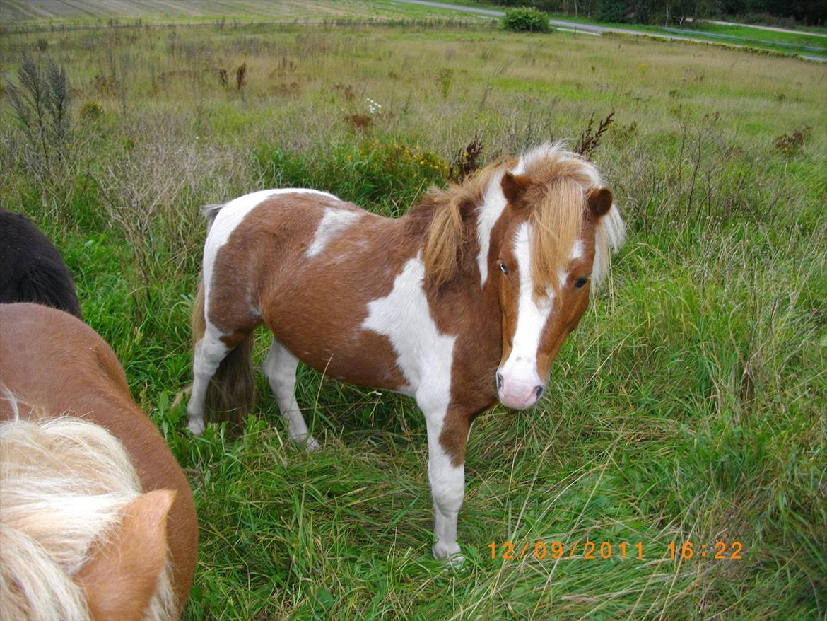 Shetlænder gismo billede 7