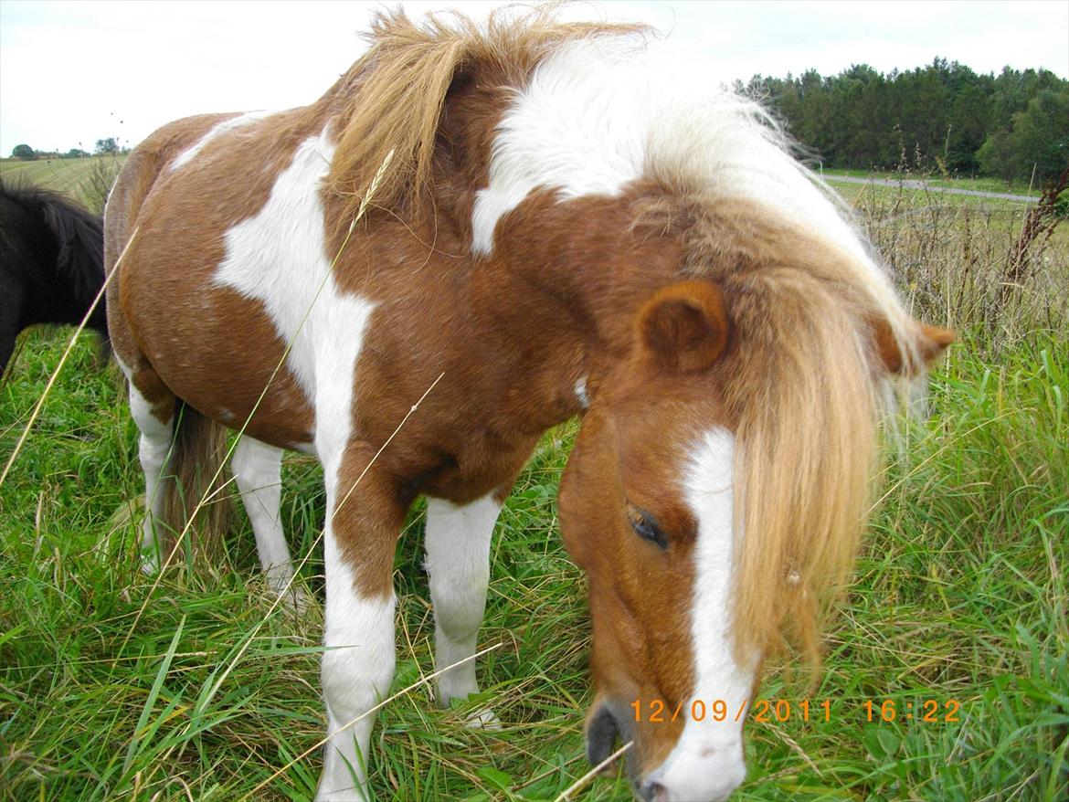 Shetlænder gismo billede 8