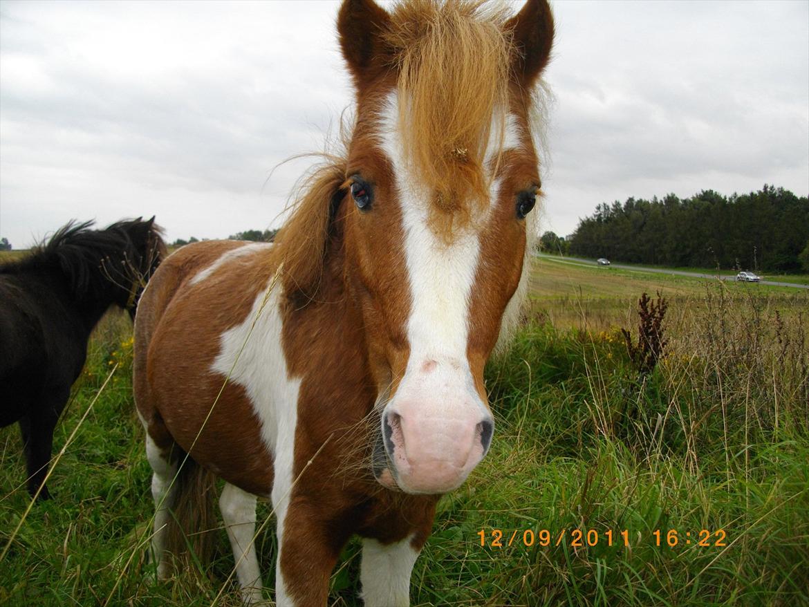 Shetlænder gismo billede 9