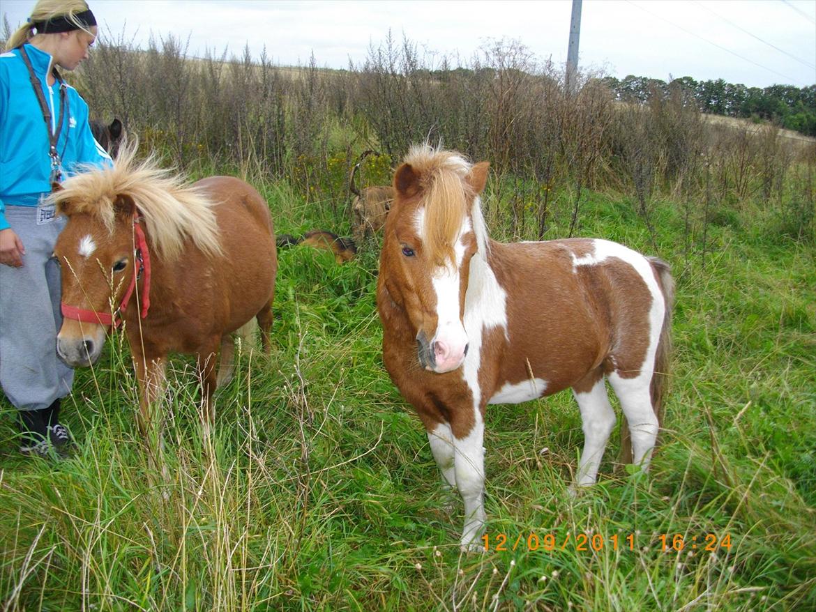 Shetlænder gismo billede 10