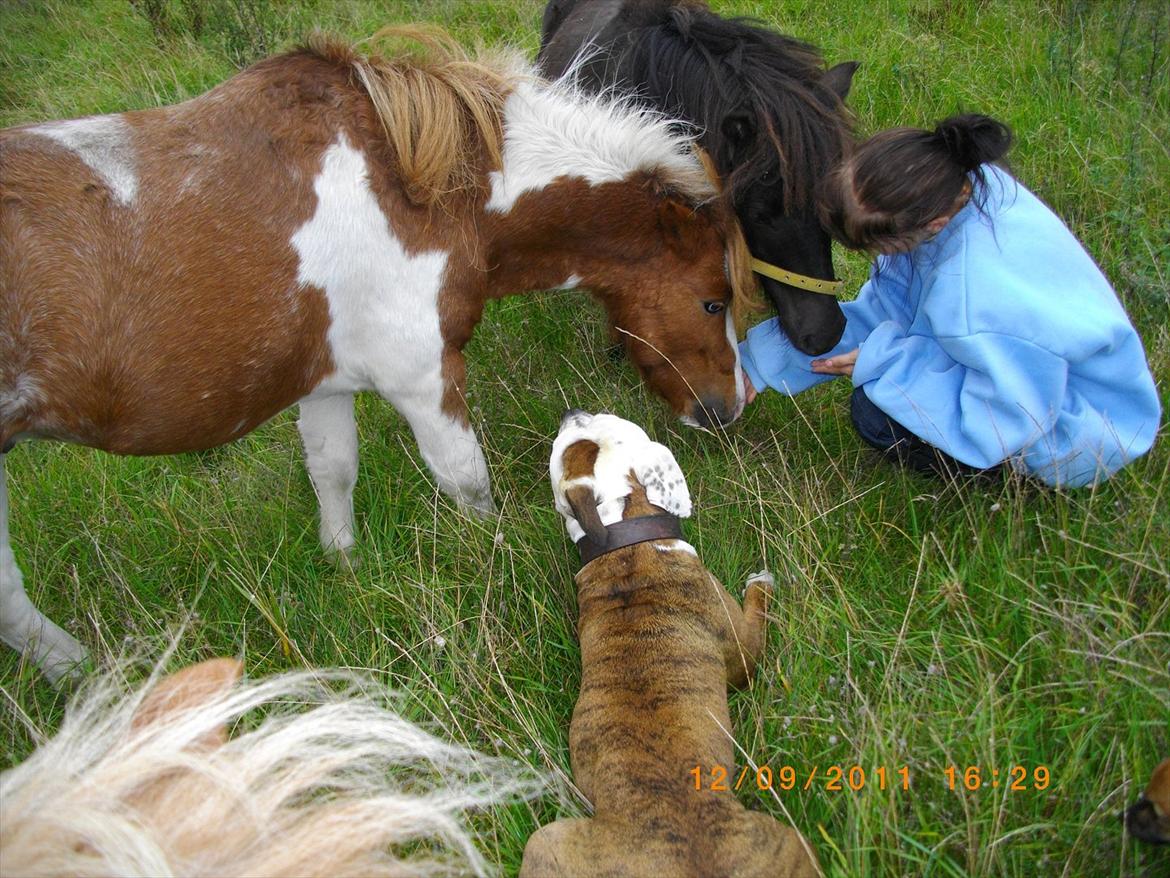 Shetlænder gismo billede 11