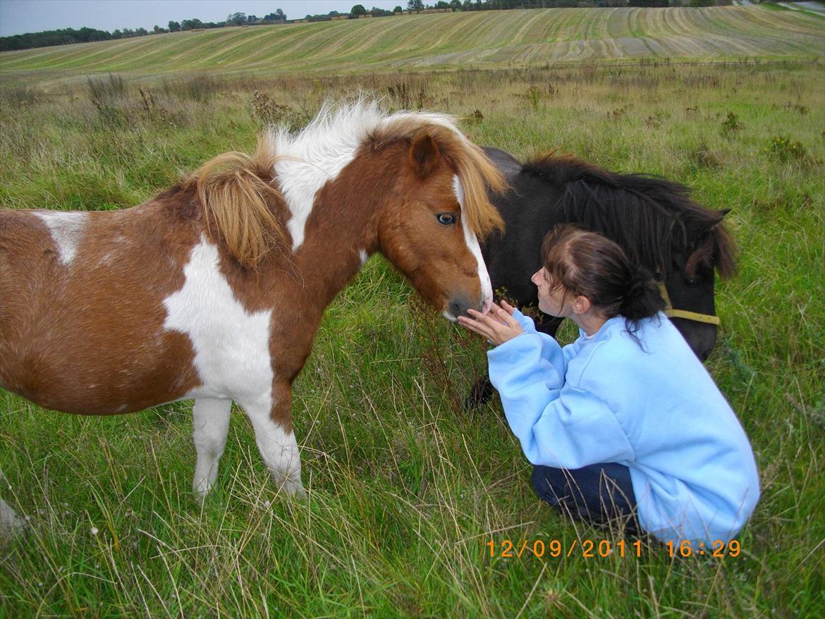 Shetlænder gismo billede 12
