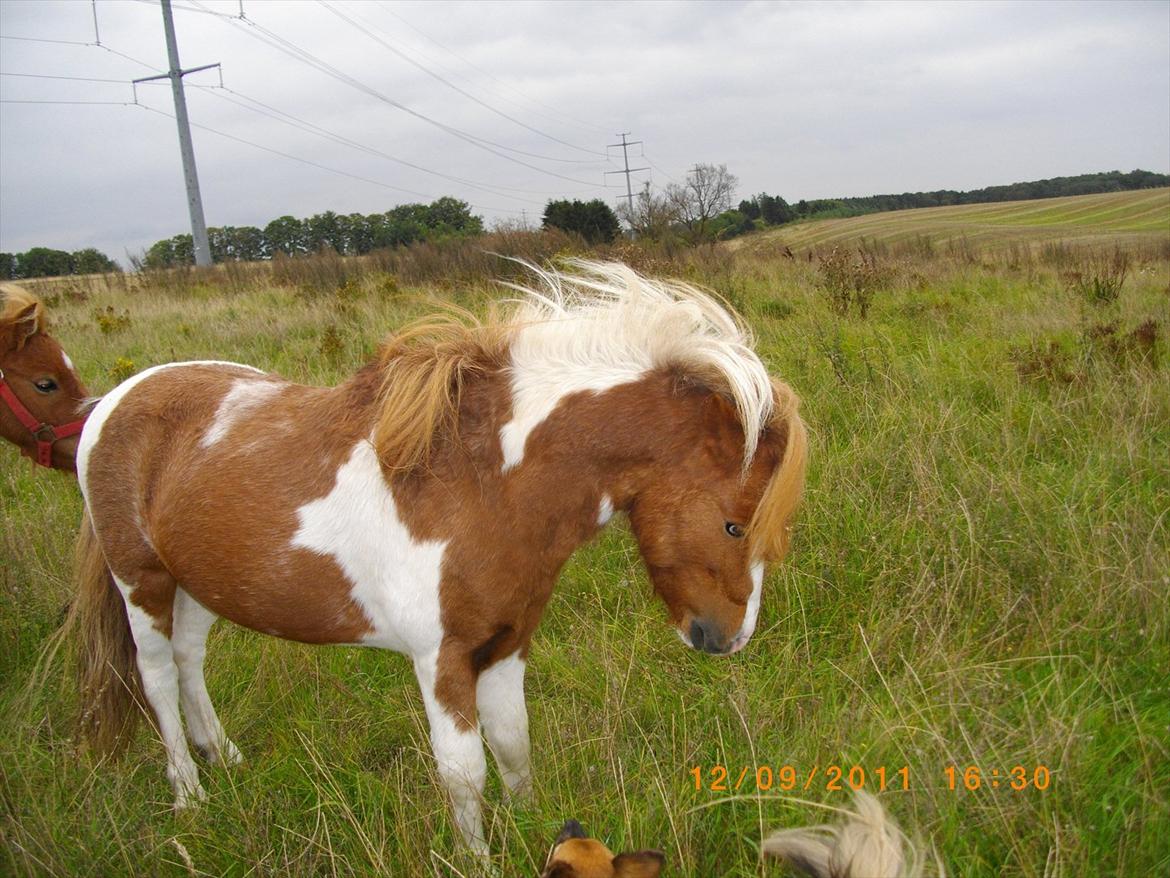Shetlænder gismo billede 13
