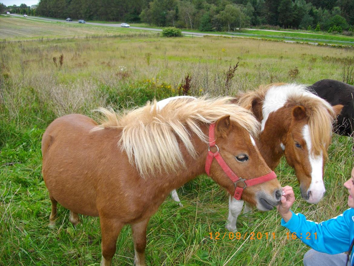 Shetlænder Emil billede 1