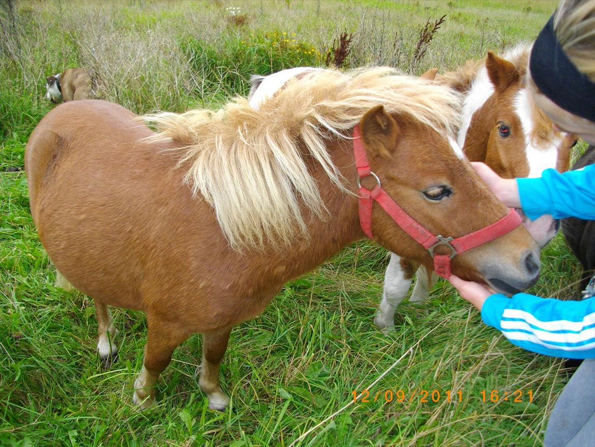 Shetlænder Emil billede 2