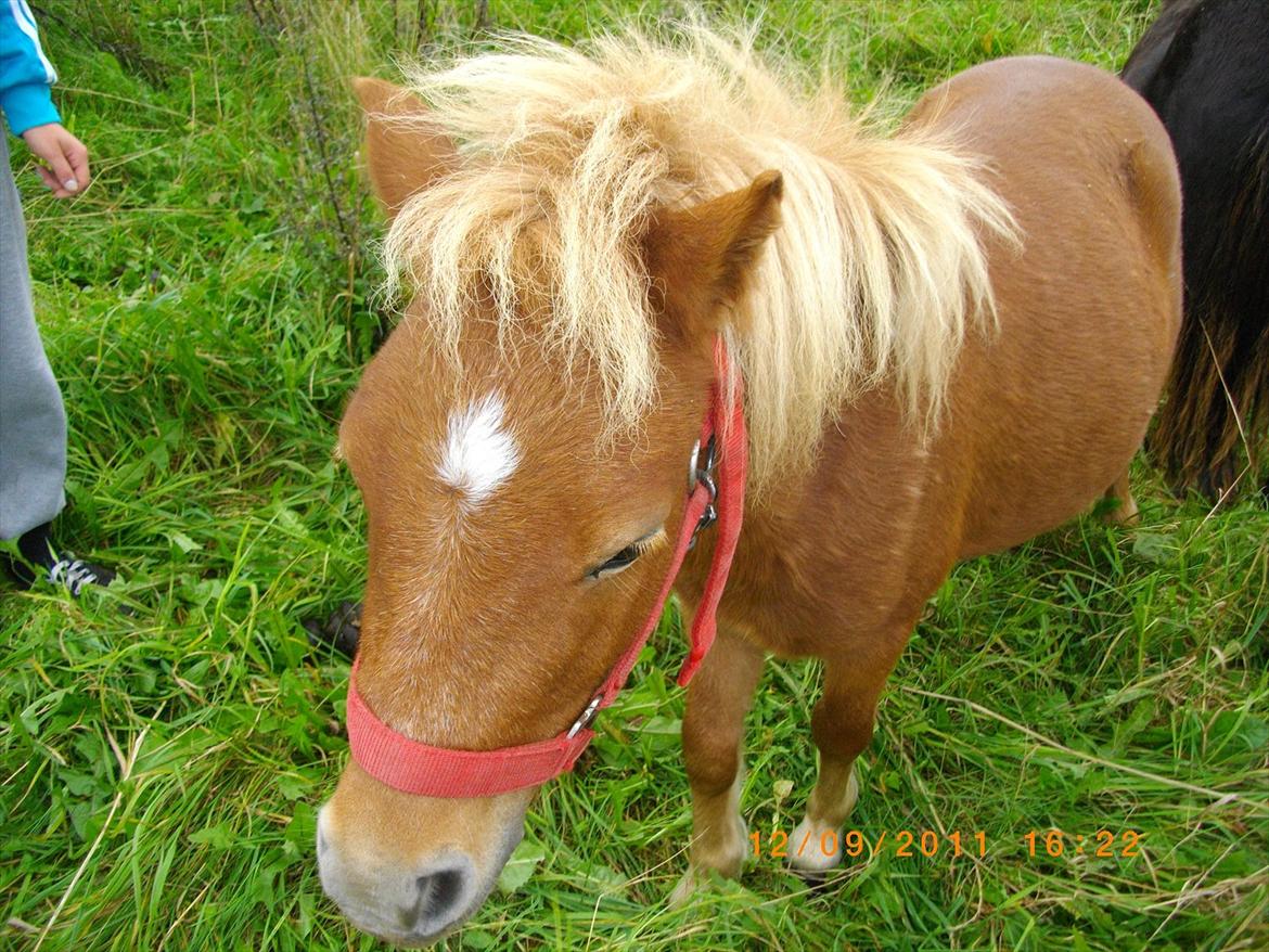 Shetlænder Emil billede 3