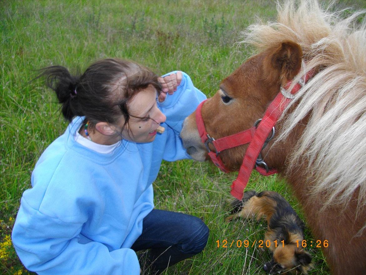 Shetlænder Emil billede 4