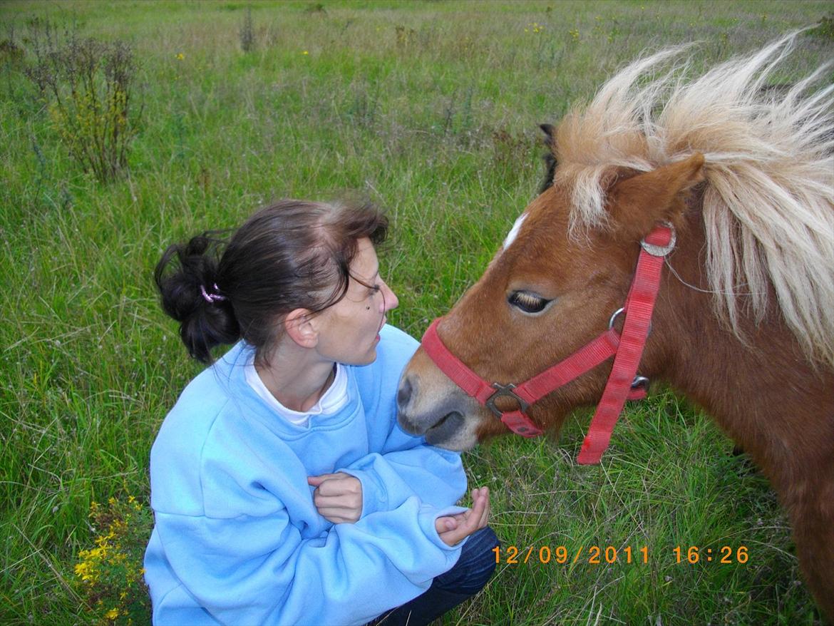 Shetlænder Emil billede 5