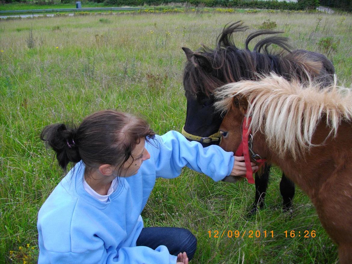 Shetlænder Emil billede 6