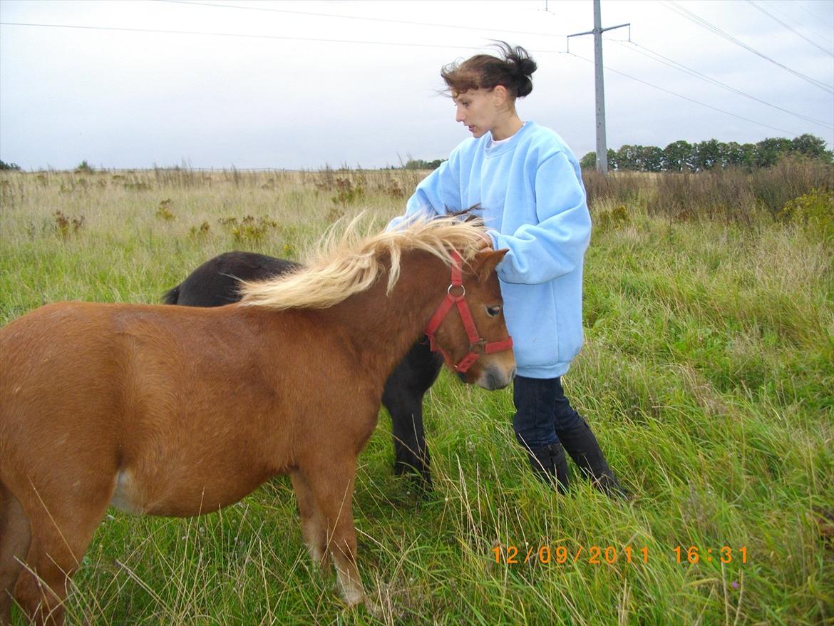 Shetlænder Emil billede 7