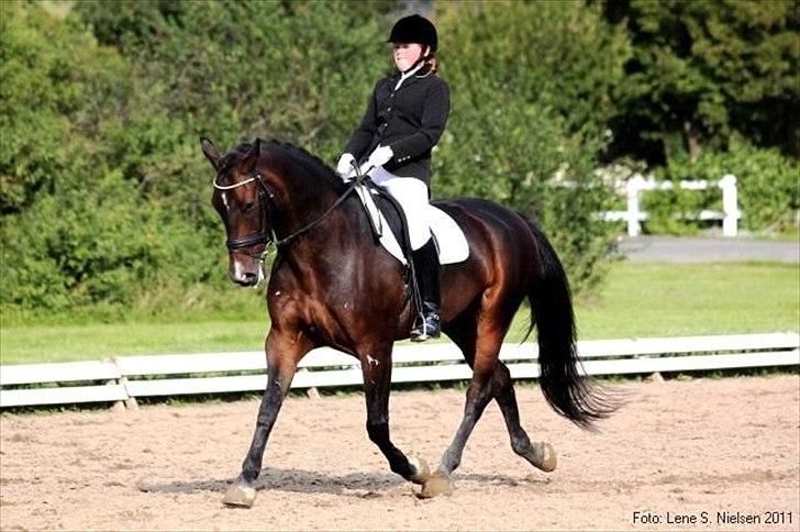 Oldenborg Gunnihus Nino billede 1