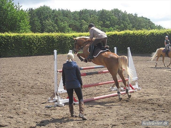 DSP Tranholms Chilano - 125 cm træning hos Tina Lund.
Foto: katrine
 billede 7