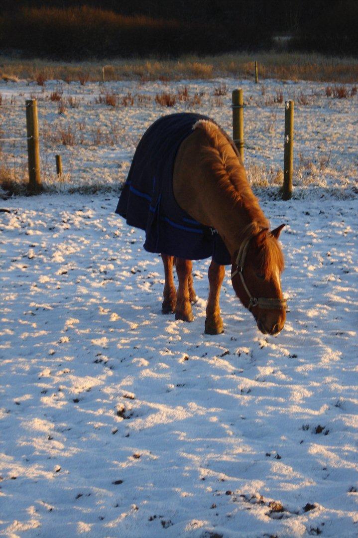 Anden særlig race Aron  - sne billede 5