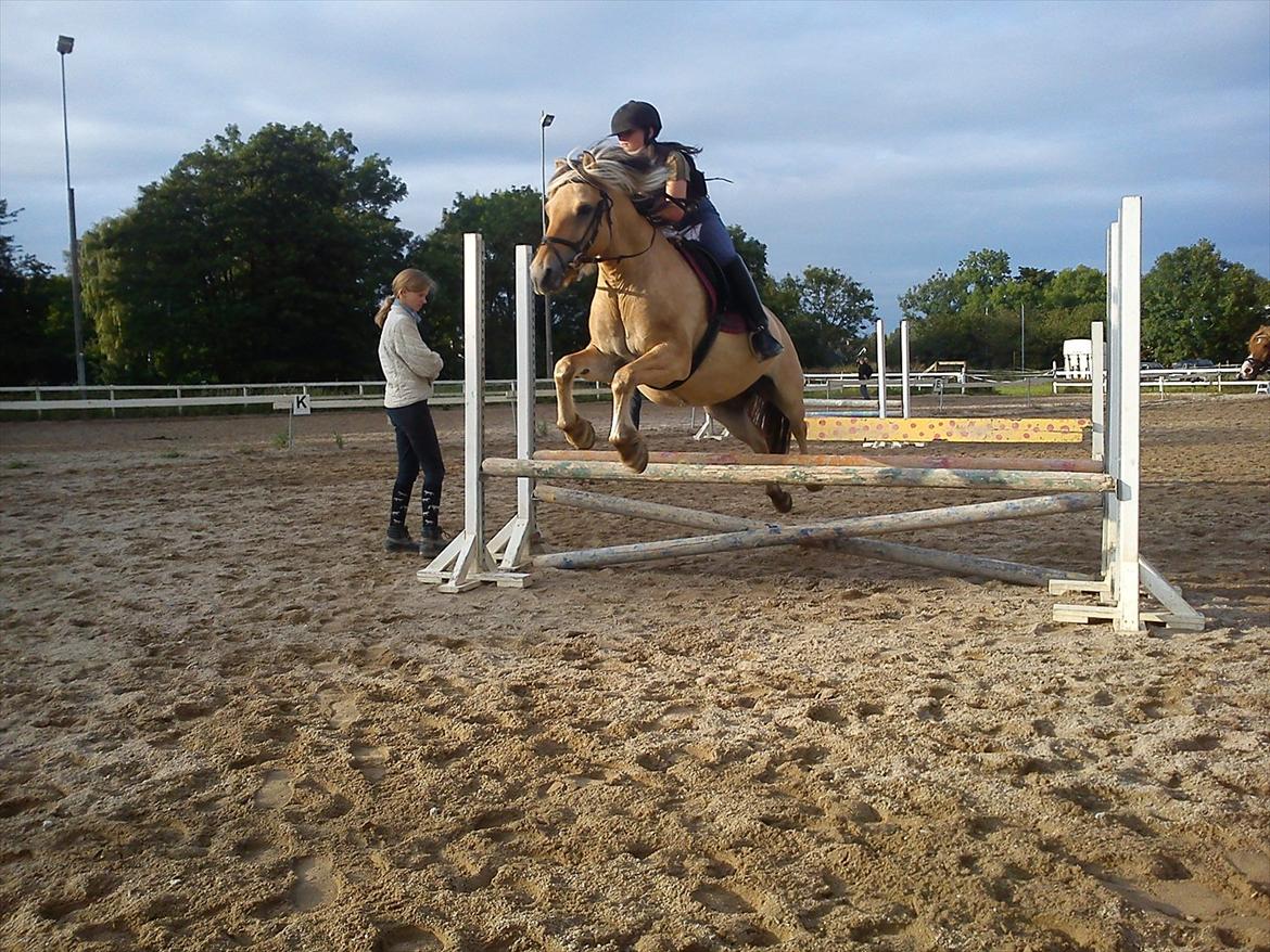 Fjordhest Bolette billede 2