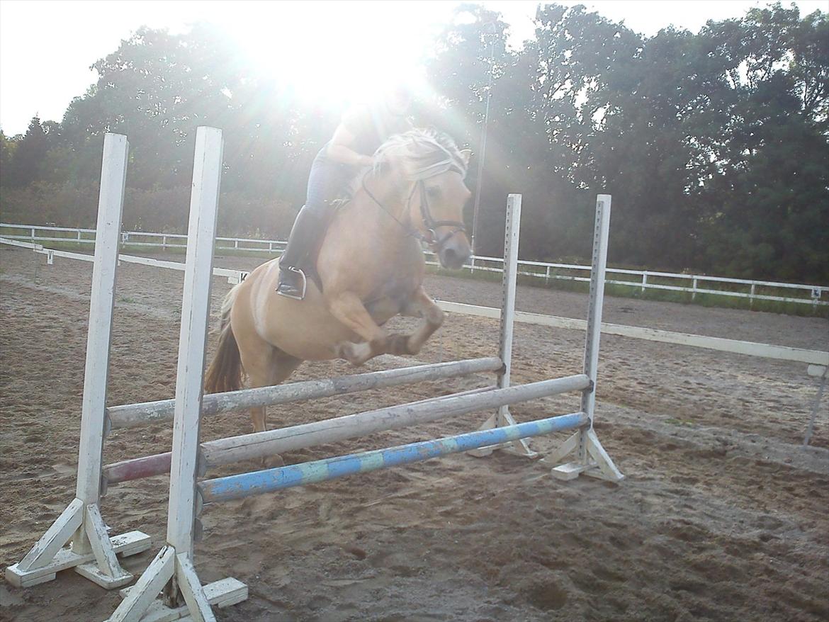 Fjordhest Bolette billede 16