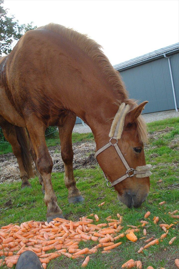 Anden særlig race Aron  - mmmmh gulerødder billede 12