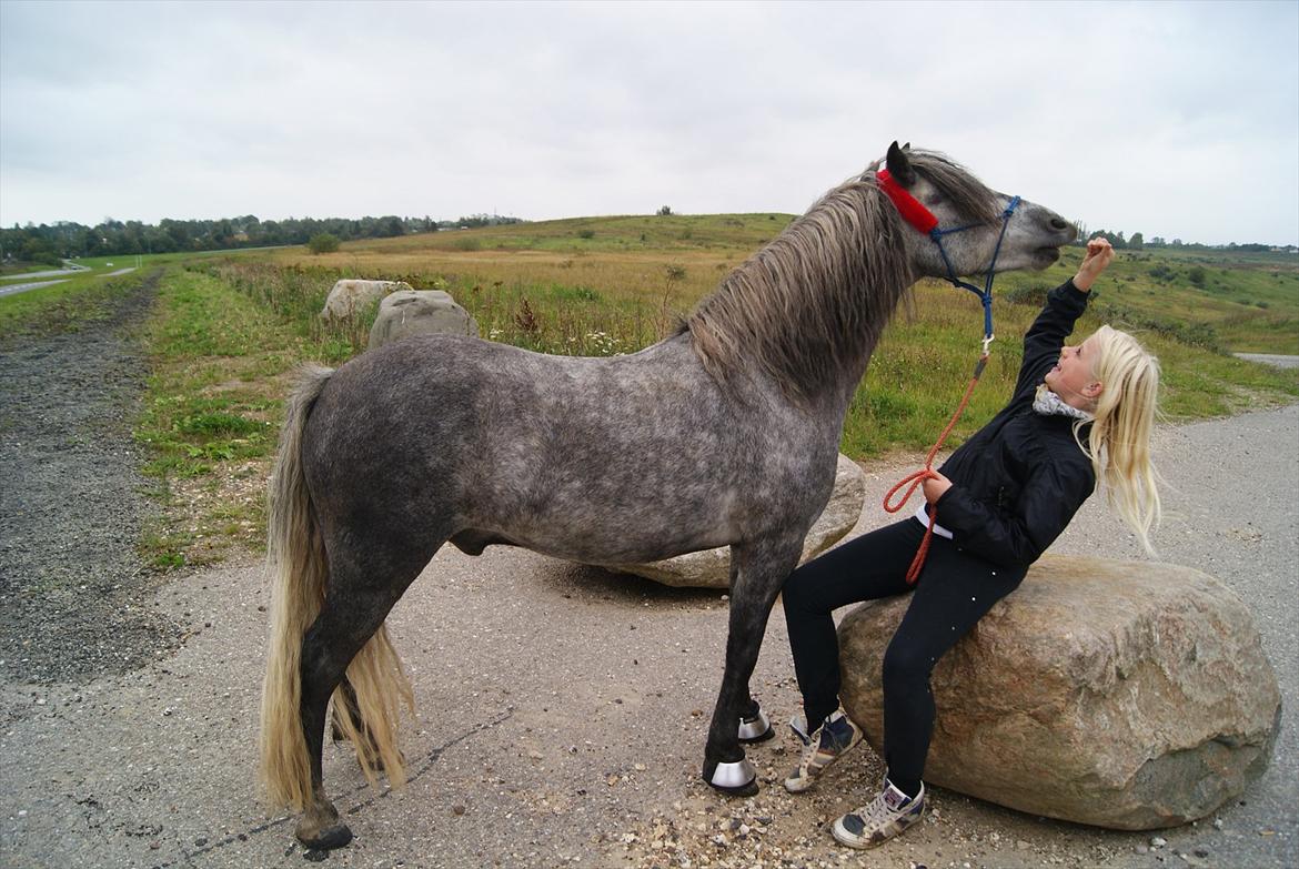 Dartmoor Mannerups Blue Willow - Første gåtur på trafikeret vej :) billede 6