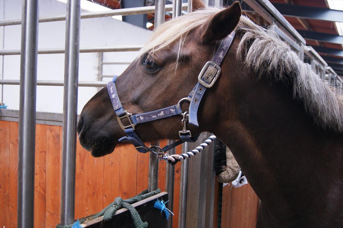 DSP Jolene  billede 12