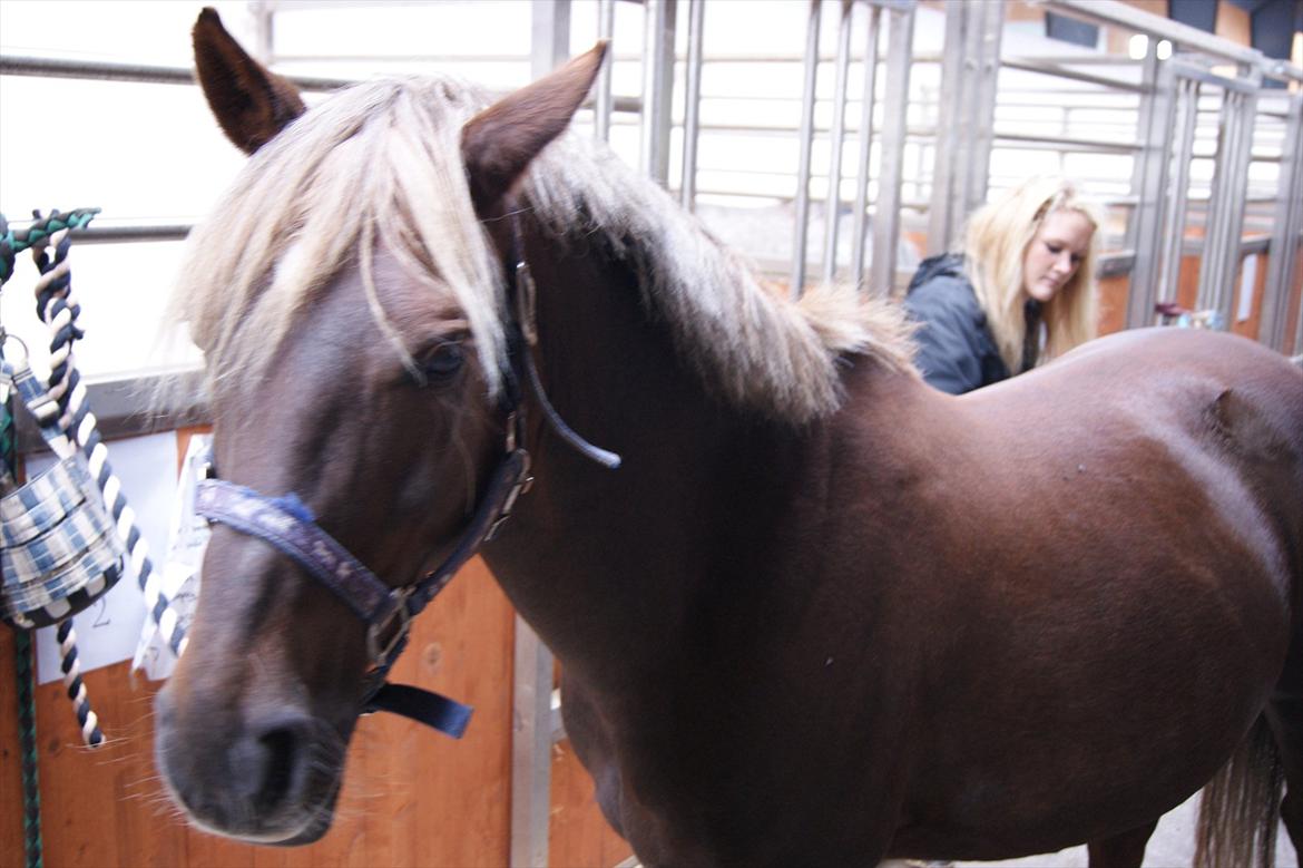 DSP Jolene  billede 13