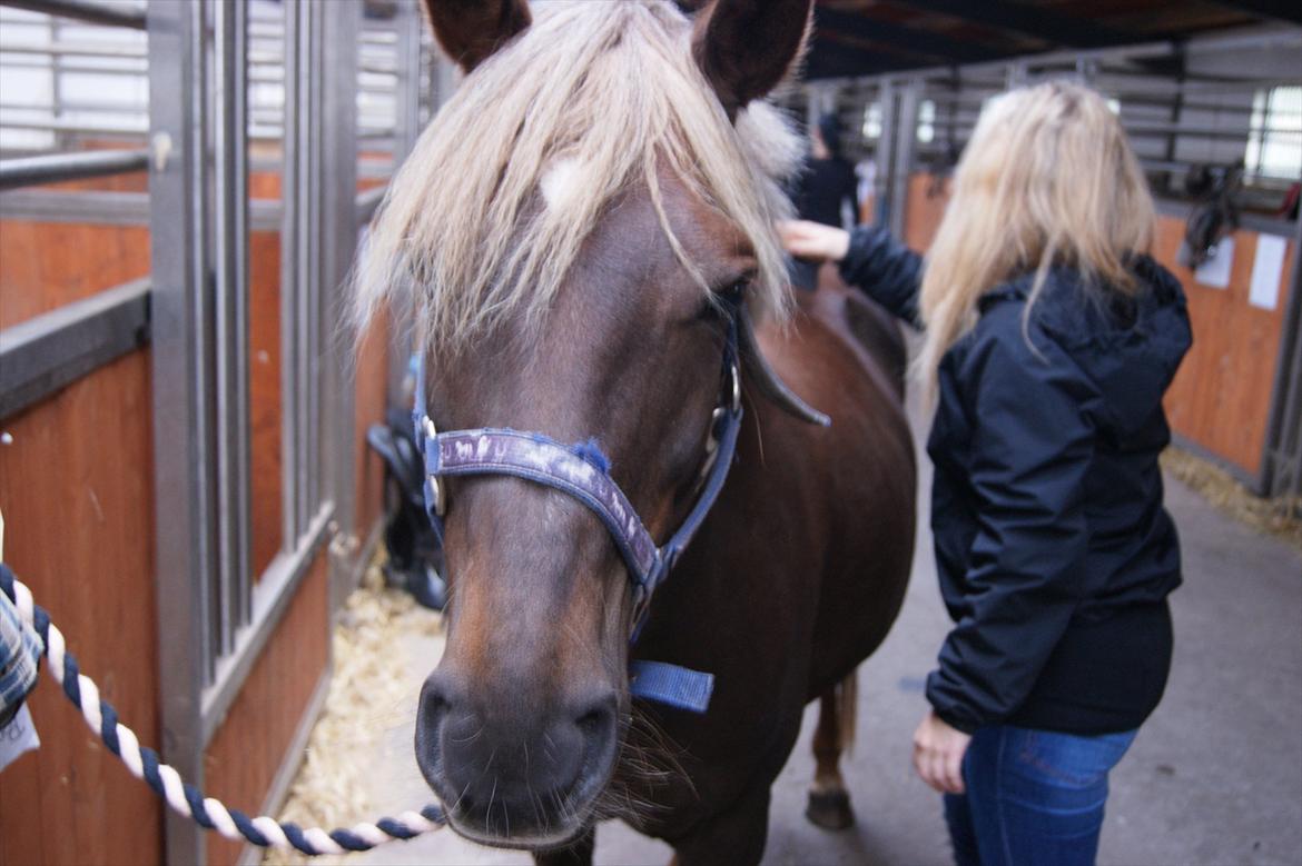 DSP Jolene  billede 14