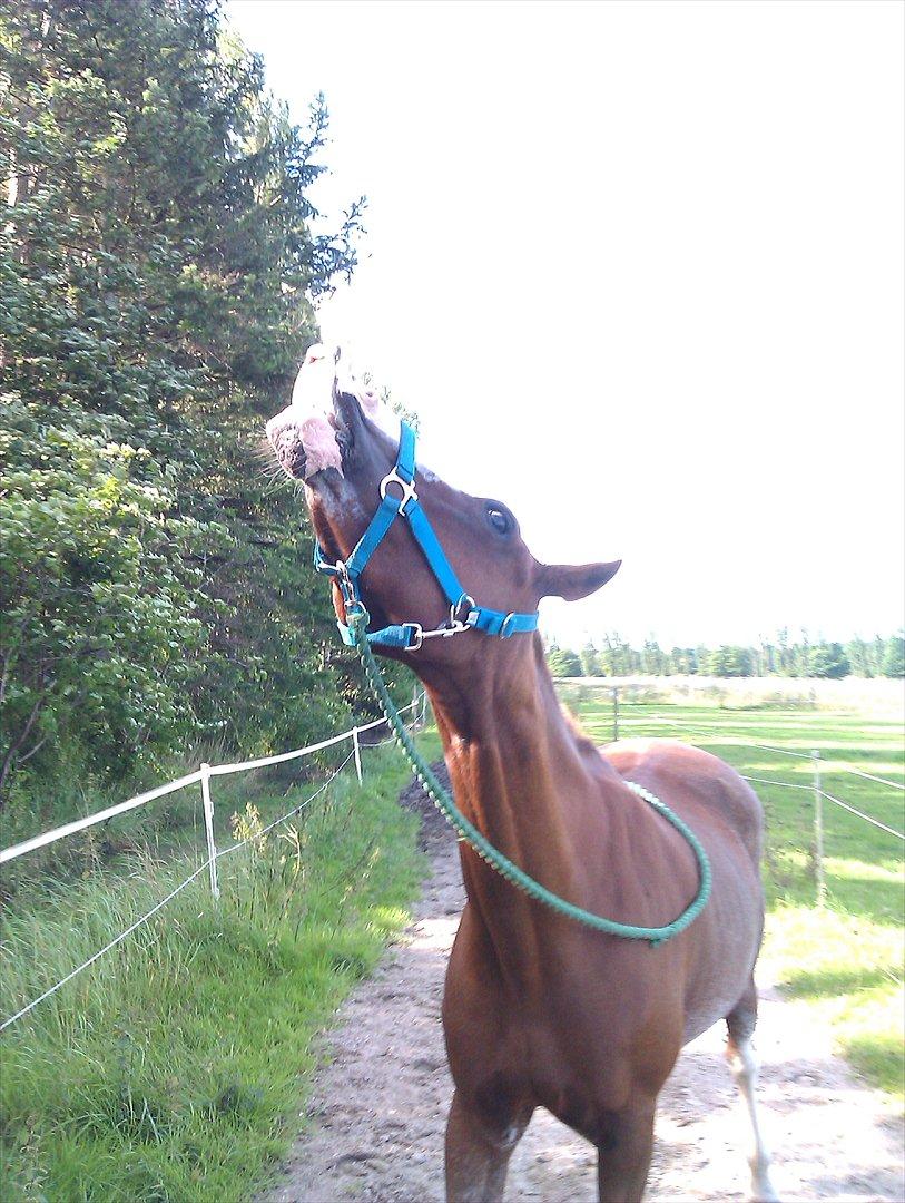 Hollandsk Sportspony Catch Me DK billede 6