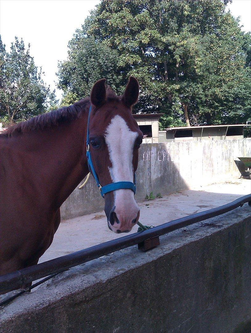 Hollandsk Sportspony Catch Me DK billede 5