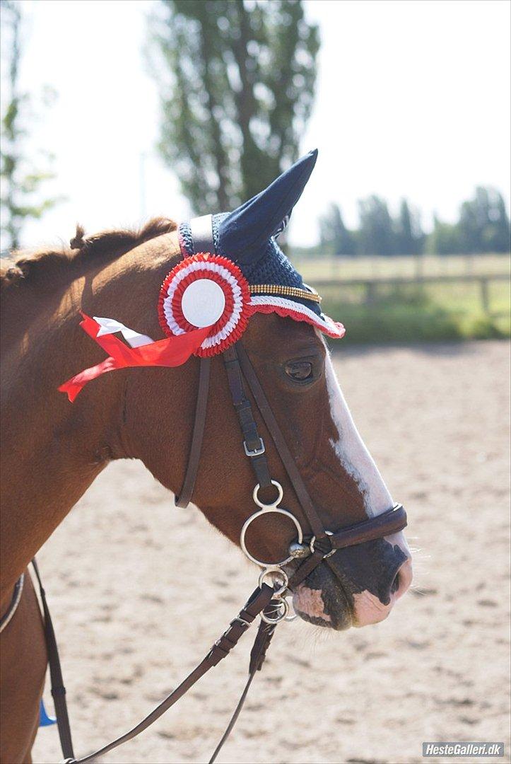 Hollandsk Sportspony Catch Me DK billede 1