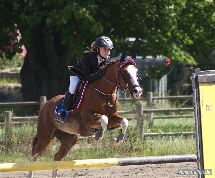 Hollandsk Sportspony Catch Me DK billede 4