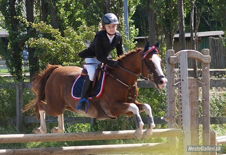 Hollandsk Sportspony Catch Me DK billede 2