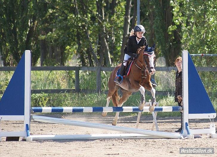 Hollandsk Sportspony Catch Me DK billede 3