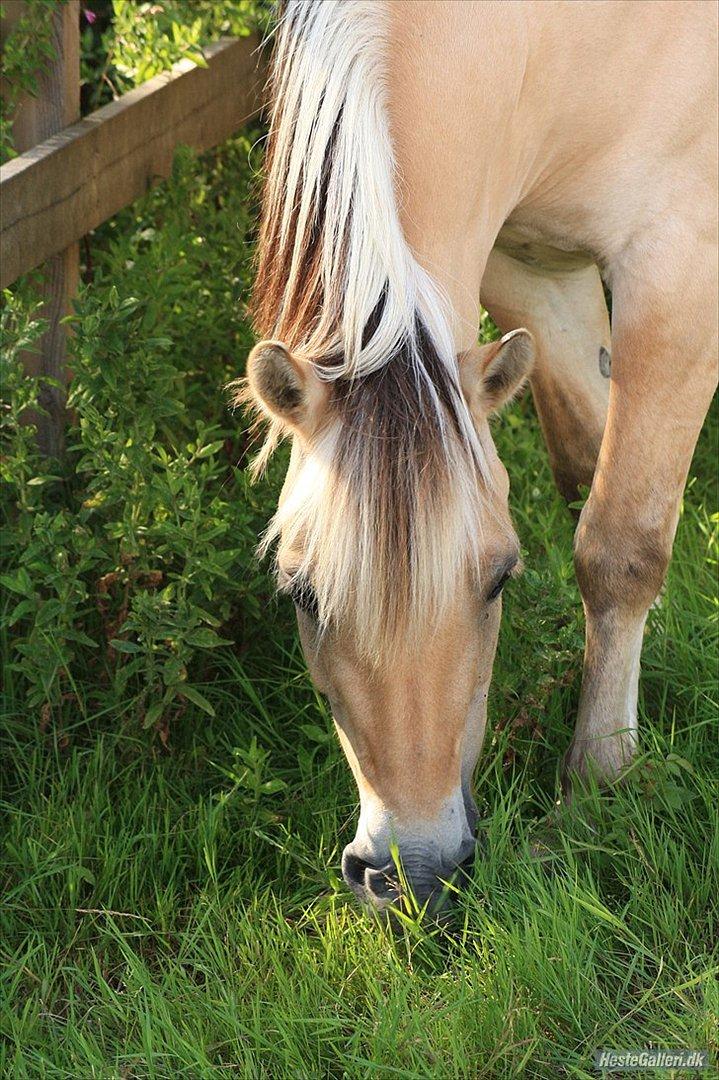 Fjordhest Frøja (PRINSESSEN<3) - Dejligt billede af Frøja!
Foto MLS
sommer/efterår 2011 billede 7