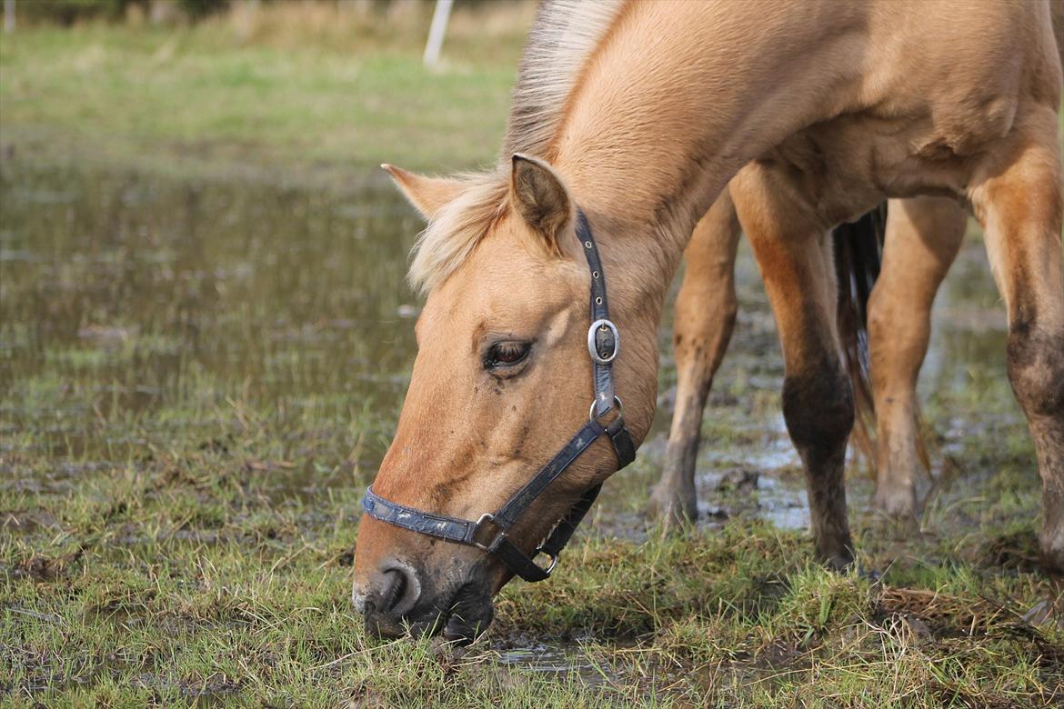 Anden særlig race Smølfie billede 15