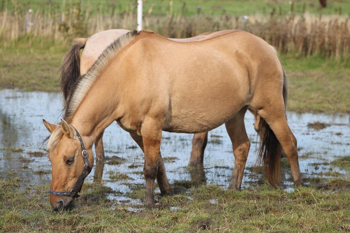 Anden særlig race Smølfie billede 16